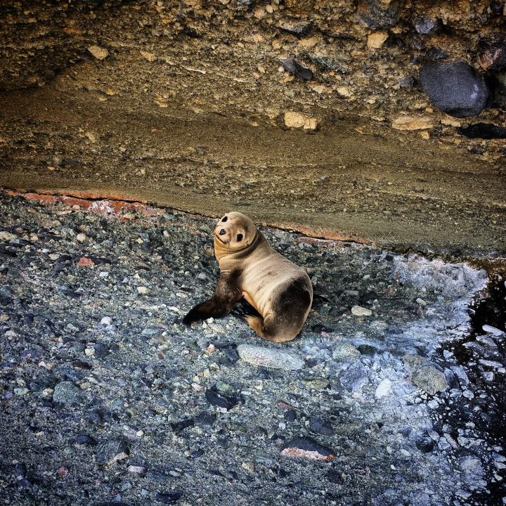 Sea lion pup
