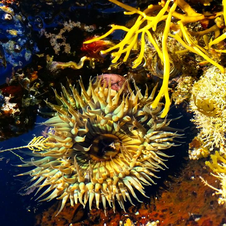 Sea Anemone