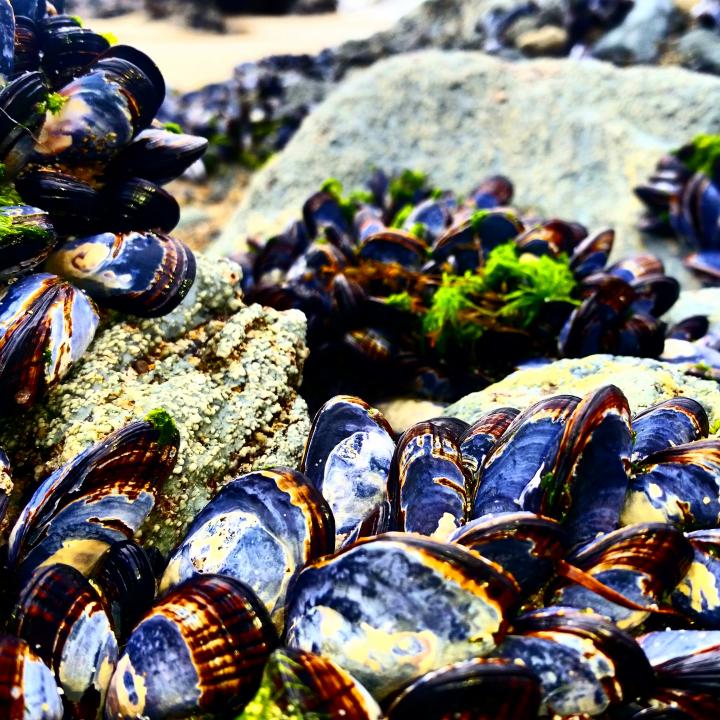 mussels beach