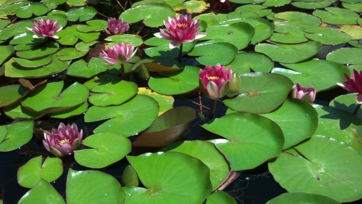 Lotus Flower Pond